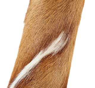 Springbok Megillah Case