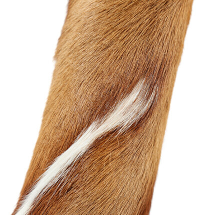 Springbok Megillah Case