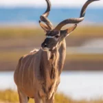 Kudu