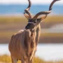 Kudu