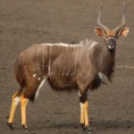 Nyala_male