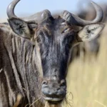 Wildebeest