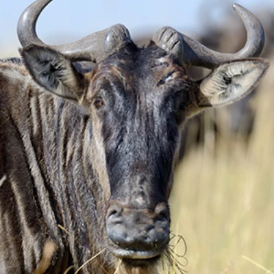 Wildebeest