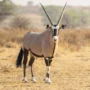 gemsbok