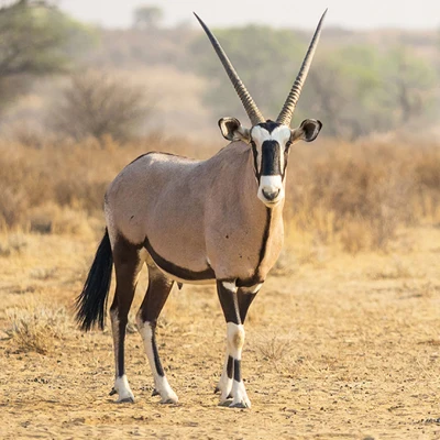 gemsbok