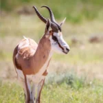 springbok