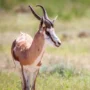 springbok