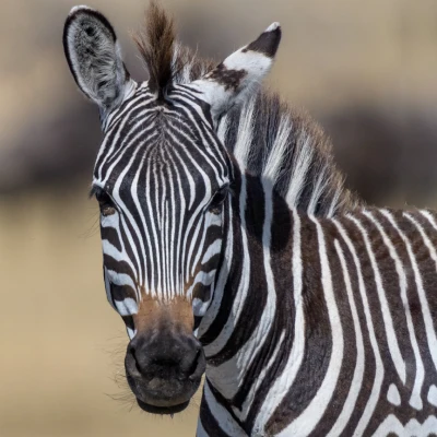 zebra